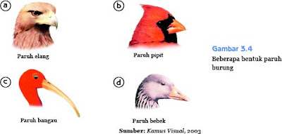 Gambar 3.4 adalah contoh bentuk-bentuk paruh burung ses