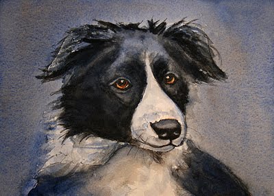 Border Collie Pen Ink With Watercolor Painting Finished