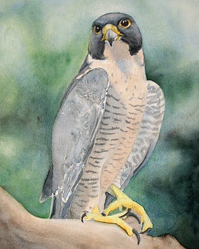 [falcon5.jpg]