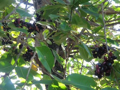 Lomboy Fruit
