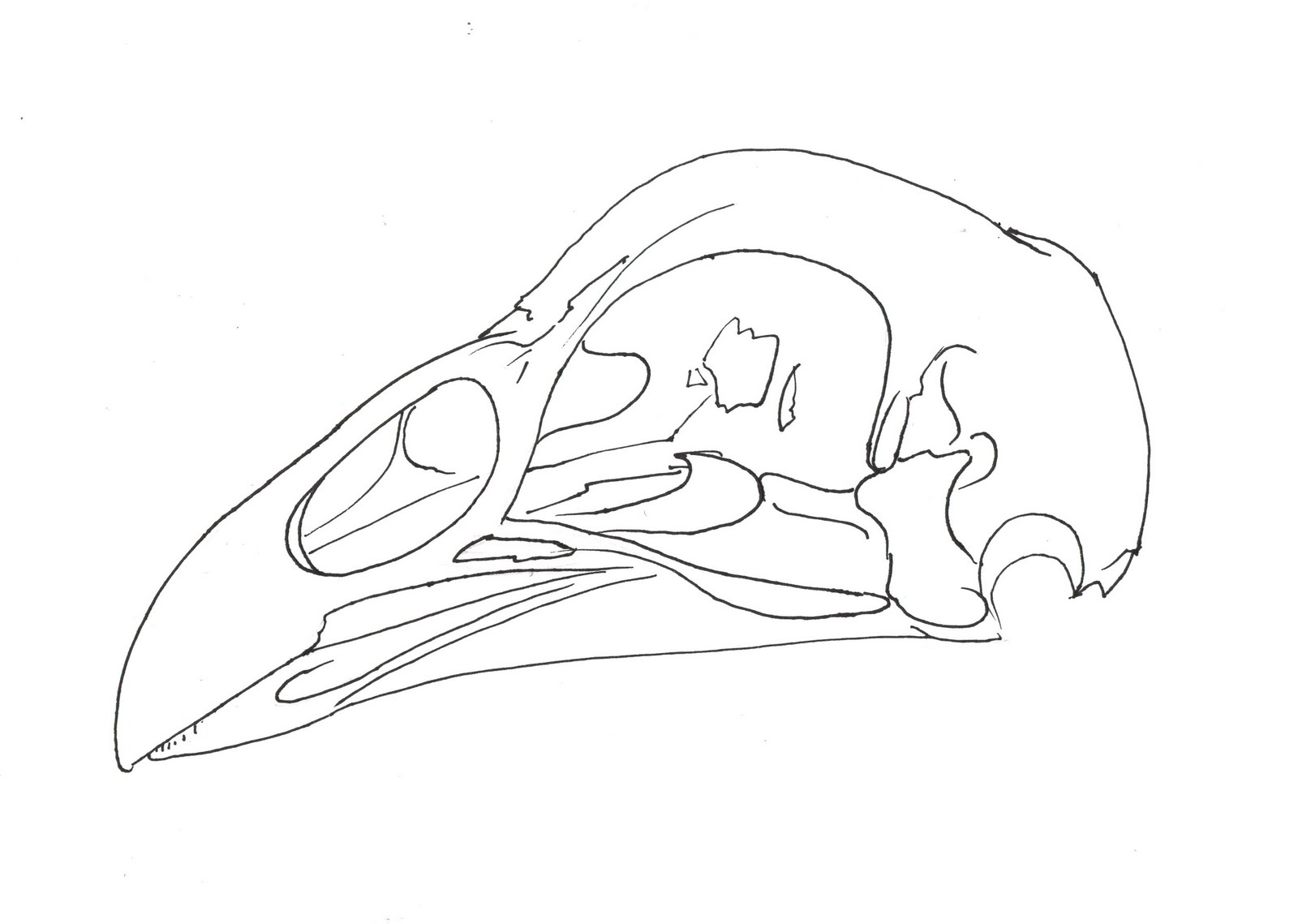 chicken skull