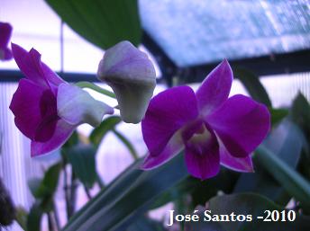 [dend_phalaenopsis.jpg]