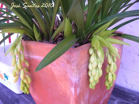 [cymbidium+sarah_jean_botoes.jpg]