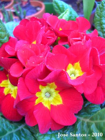 [primulas2010_4.jpg]