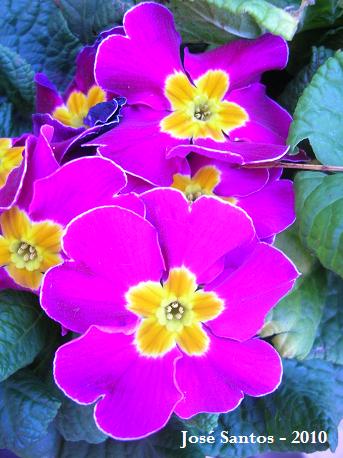 [primulas2010_3.jpg]