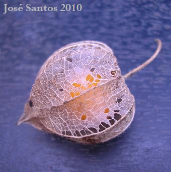 [physalis.jpg]