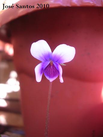 [violeta.jpg]
