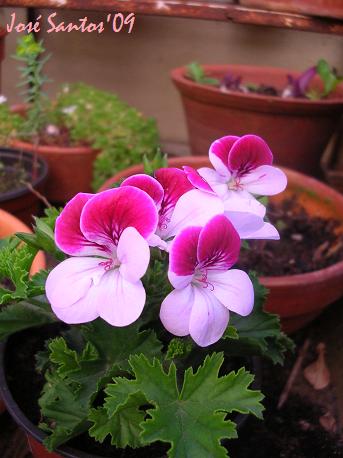 [pelargonium_randy.jpg]