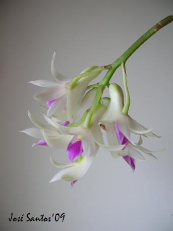 [dendrobium+amethystoglossum+01.jpg]