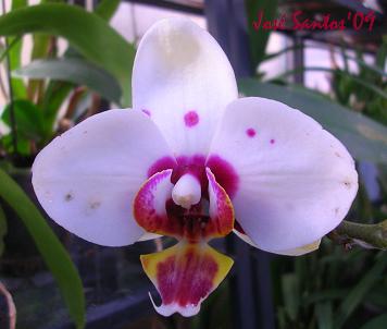 [phalaenopsis_polkadots.jpg]