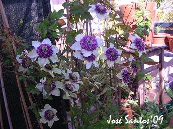 [clematis.jpg]