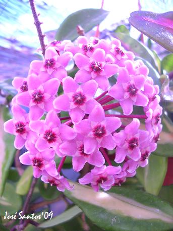 [hoya_carnosa_tricolor.jpg]