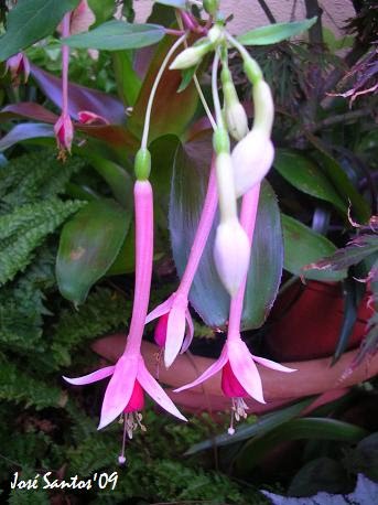[fuchsia.jpg]