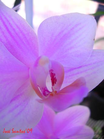 [Phal.+Crystal+Lady+x+Phal.+Pulcherrima.jpg]