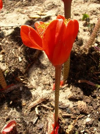 [haemanthus4.jpg]