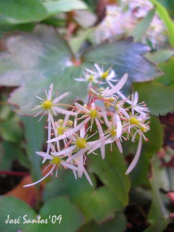 [saxifraga_rubrifolia_04.jpg]