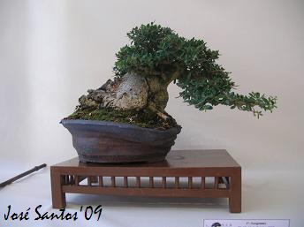 [bonsai_vencedor.jpg]