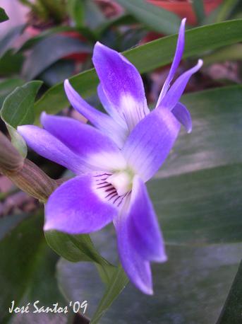 [dendrobium_victoriae_reginae.jpg]