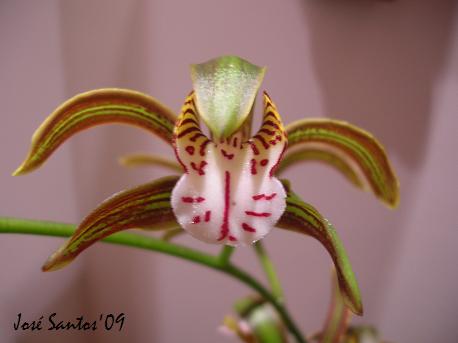 [cymbidium+erythraeum.jpg]