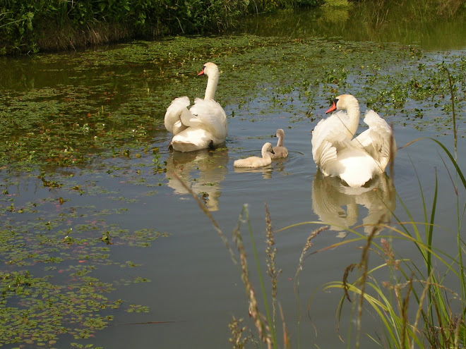 Et voilà maman et papa cygne qui promènent leurs jeunes petits.