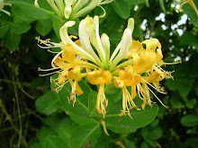 Chévrefeuille des haies.