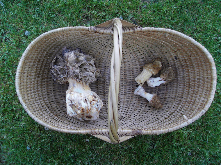 UNE BELLE CUEILLETTE DE MORILLES