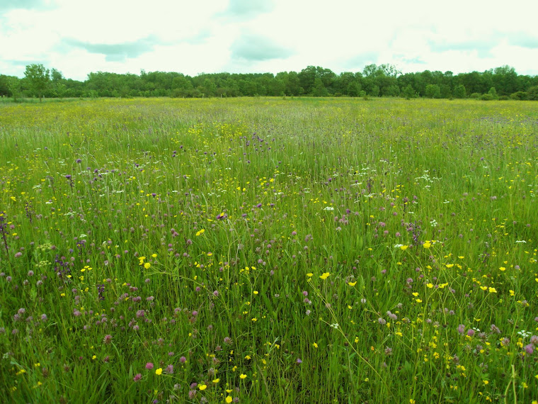 PRAIRIE FLEURIE.