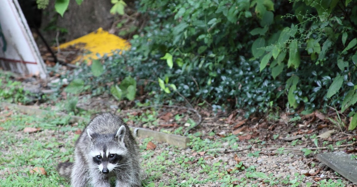 Lightning Bug Lodge Animal Neighbors in the Smoky Mountains