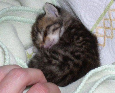 [Image: cute-kittens2.jpg]