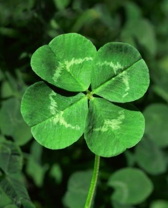 http://1.bp.blogspot.com/_INWjPNEyymo/TGAfSjPDQaI/AAAAAAAAKmM/KdCzxHWJ4rs/s1600/four-leaf-clover.jpg