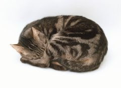 sleeping cat