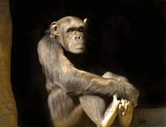 monkey