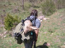 Manexo dos corzos cazados: