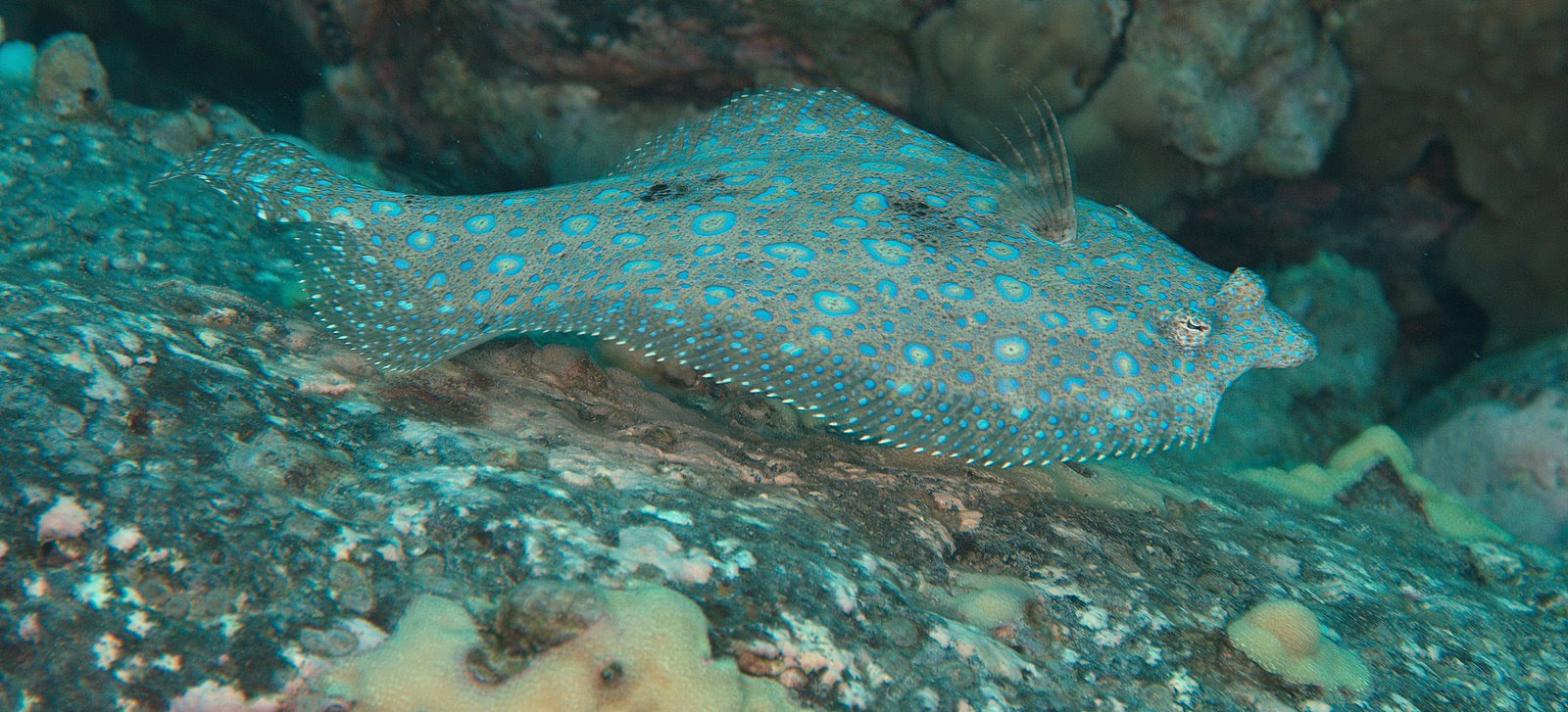 under pressure world Flowery Flounder Kona, HI