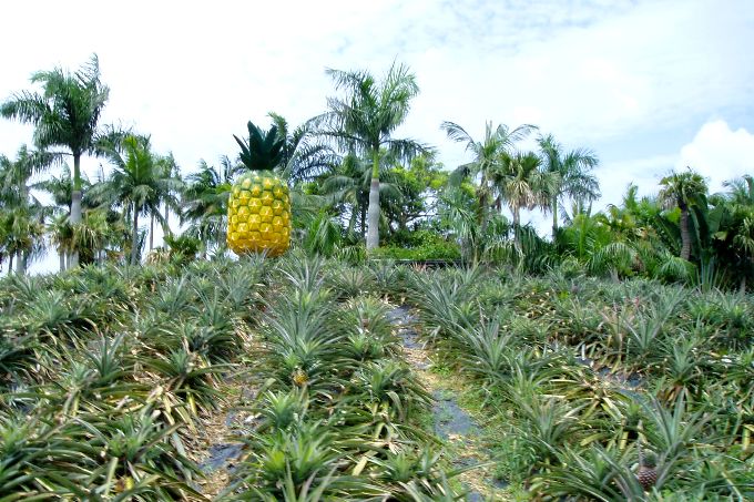 [Nago+Pineapple+Farm+2.JPG]