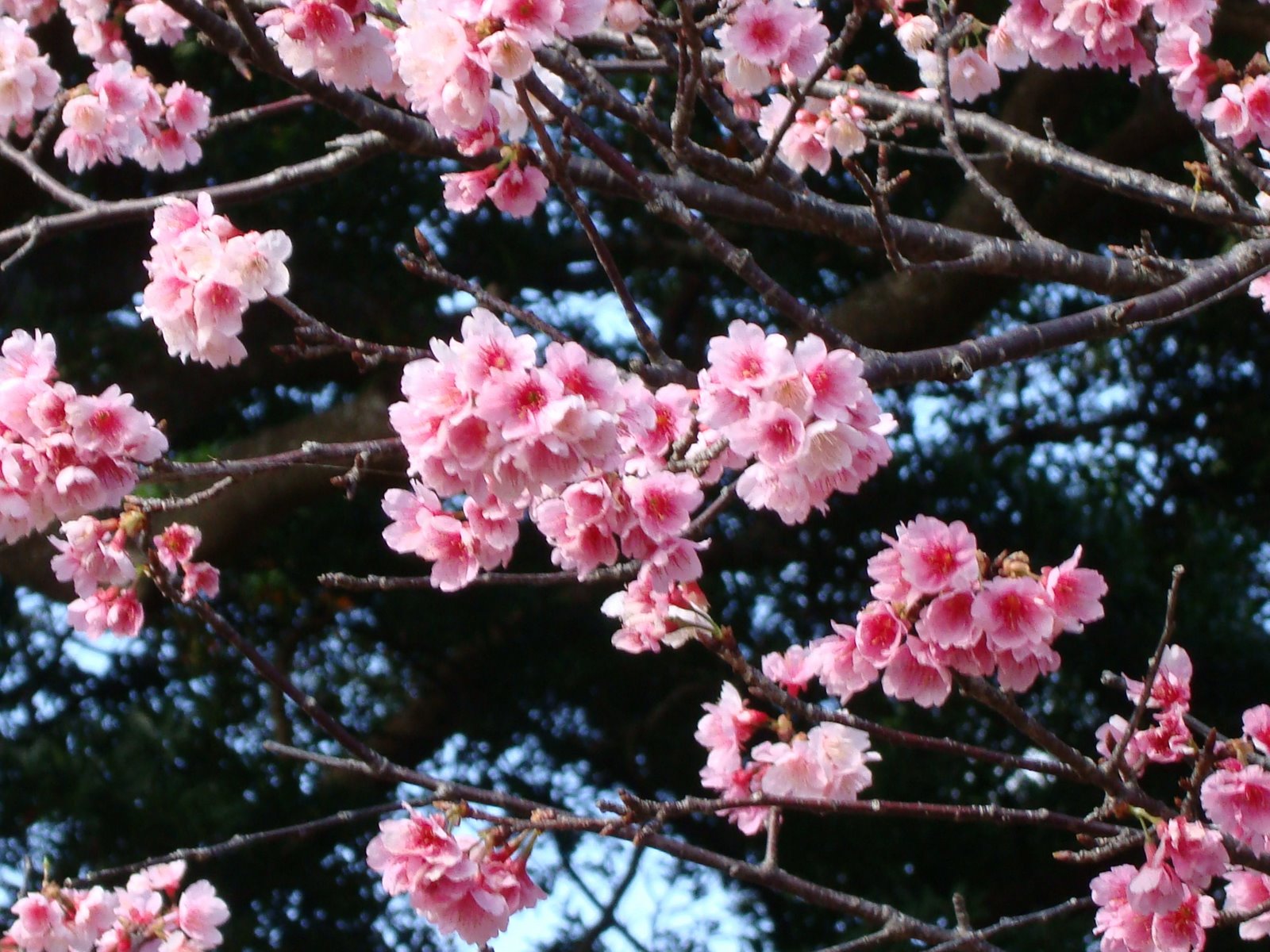 [Cherry+Blossom+8.JPG]