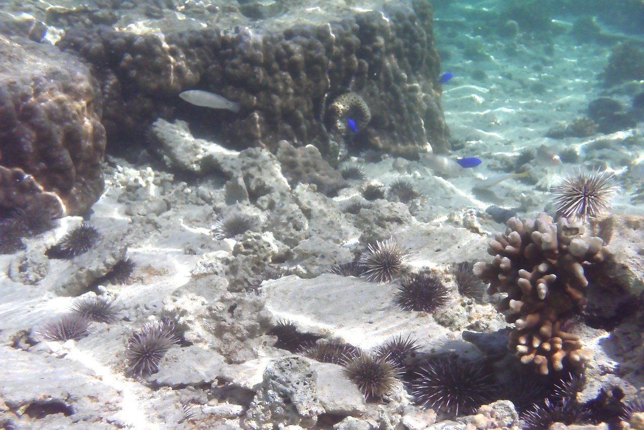 [May+Snorkeling3.JPG]