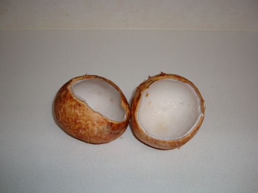 [Coconuts+3.JPG]