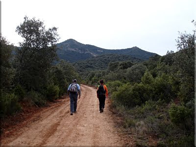 Ancha pista entre el encinar