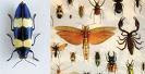 variedad de otros insectos
