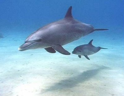 Baby Blue Dolphins