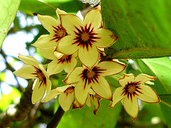 [cachodeestrelas.jpg]