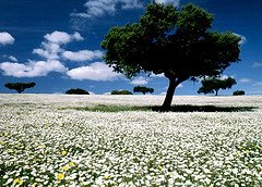 [flowered1.jpg]