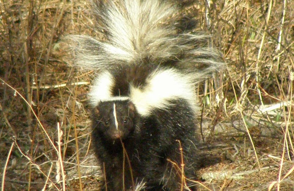 The Jack Creek Coyles: All Good Things Must Come To An End......For Skunks