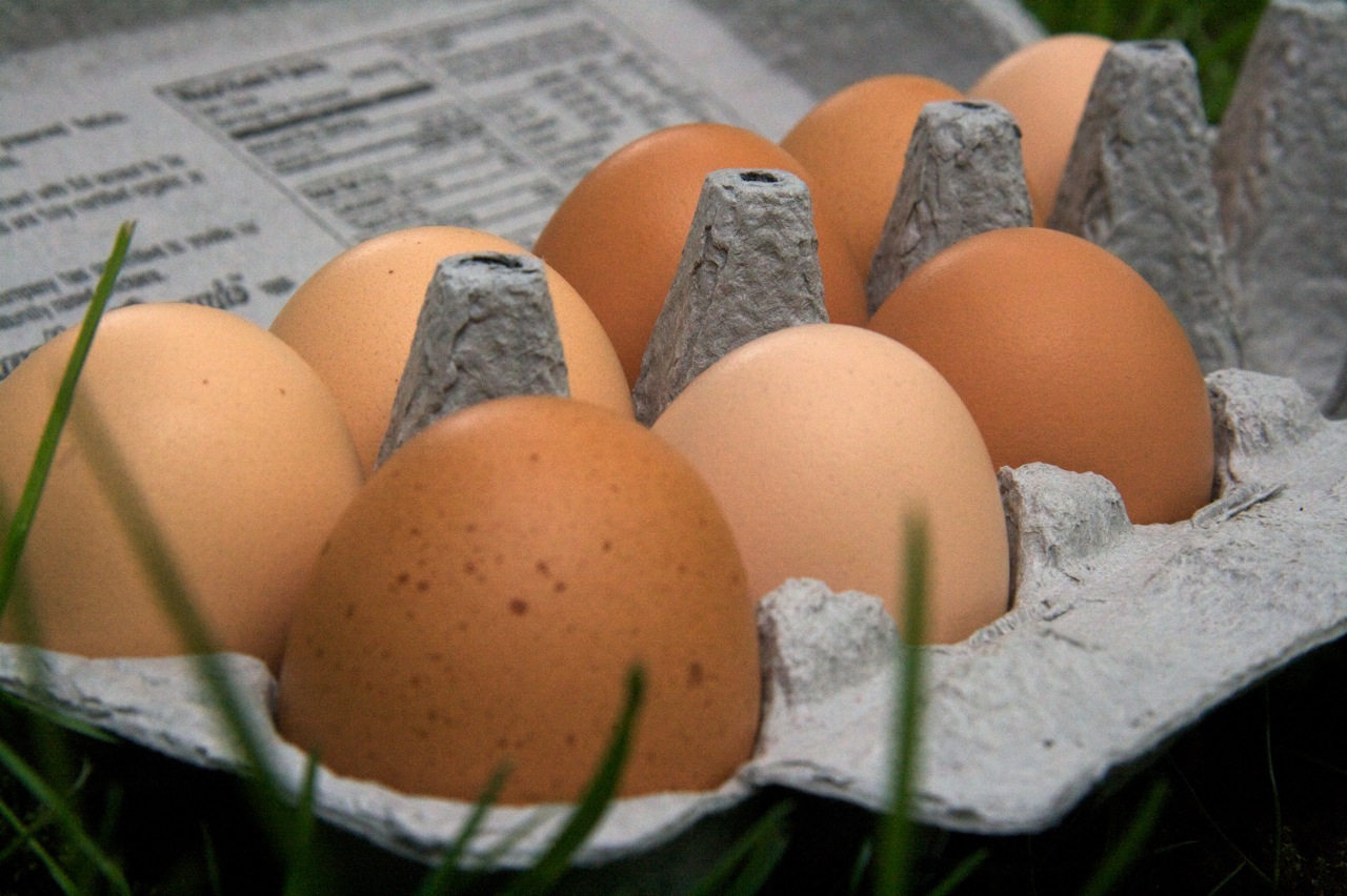 The last of Leonard's eggs Feast of Joy