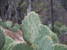 Prickly Pear