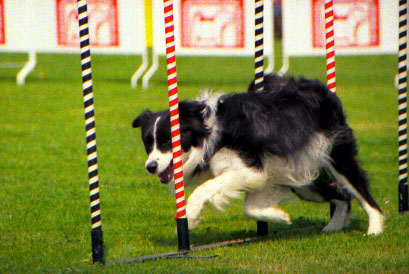 Deportes caninos