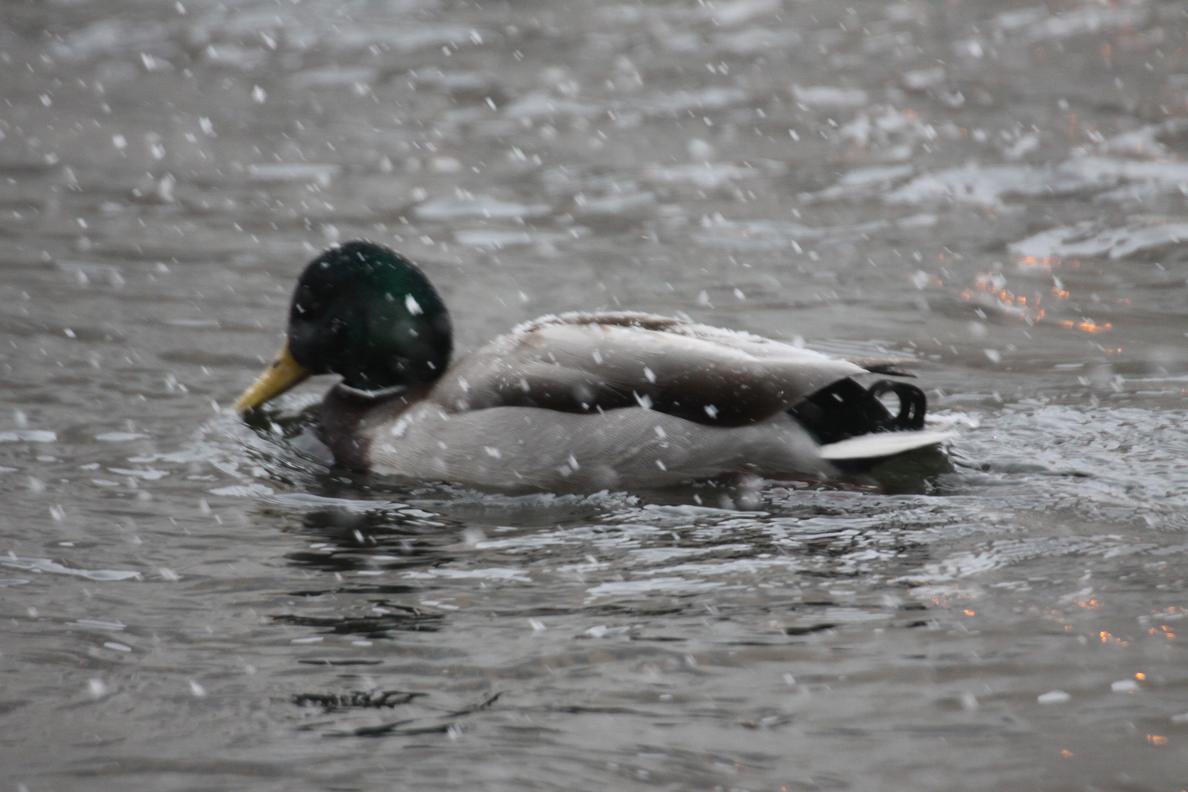 Michigan Exposures Ducks in the Winter