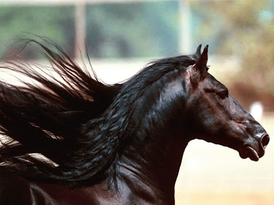 Galeria com 35 belas e diferentes raças de cavalos