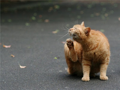 download free street cats download free street cats